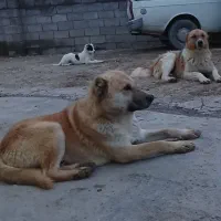 سگ گوسفند ی