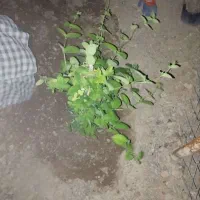 باغ|فروش زمین و ملک کلنگی|آباده, |دیوار