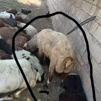 کاوه قوچ ویک عدد بره نر