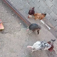 جوجه بوقلمون ۴ماه