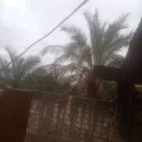 نیاز به خرما جمع کن
