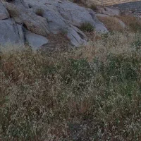 ۵۰۰متر زمین باغی