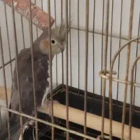 عروس هلندی ماده