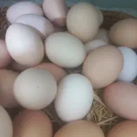 تخم مرغ محلی ارگانیک به شرط