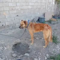 سگ سرابی