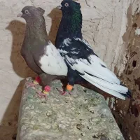نروماده سینه