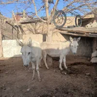 الاغ|حیوانات مزرعه|نیشابور, ماروسک|دیوار