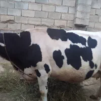 گاو هلندی