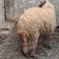 قوچ|حیوانات مزرعه|کامیاران, |دیوار