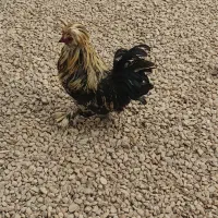 خروس جوان پا پری و تاجی سلطان