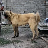 سگ سراب نژاد قدیم