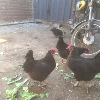 ۵ عدد مرغ تخم گذار سالم وسرحال