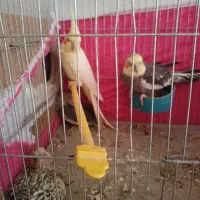 عروس