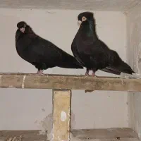 کبوتر|پرنده|اندیکا, |دیوار