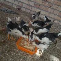 جوجه مرغ