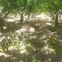 باغبانی سراداری خانواده 6 نفر هستیم