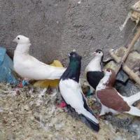 ۴ تا نر پرشی