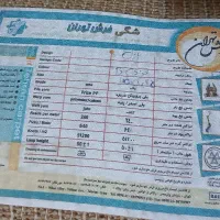 فرش شگی|فرش|بندرعباس, |دیوار