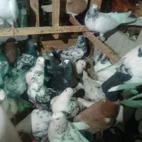 60عددکفتر گنجه بردونه ای 150هزار