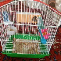 نوع پرنده