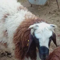 بره نر همو