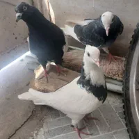 ملقی