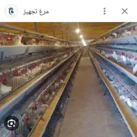 استخدام در مرغداری