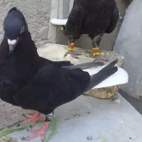 کبوتر کله وسینه