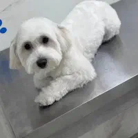 ارایشگر حیوانات