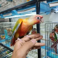 گرینچیک سرلاکی تا بالغ دستی مجموعه قهرمانی