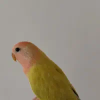 جوجه کوتوله برزیلی