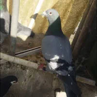 سلام المانی