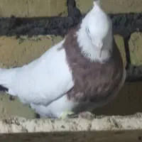 کبوتر|پرنده|باوی, |دیوار