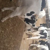 ده راس نوبر چهار ماه تا نه ماه