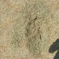 علوفه