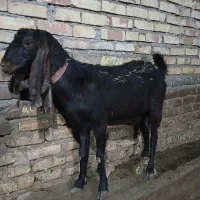 بزپاکستانی