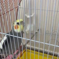 عروس هلندی باهوش