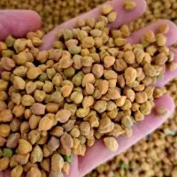 نخود قرمز لپه ای فروشی