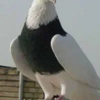 طوقی