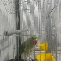 شاه طوطی شاه تخم ۵ ماهه
