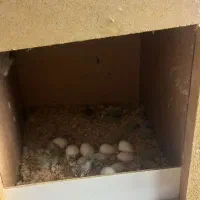 لونه طوطی برزیلی و مرغ عشق