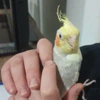 عروس هلندی نر و ماده