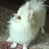 7تا سگ