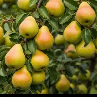 فروش درخت ونهال