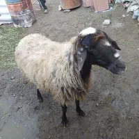 گوسفند شال ژندار جوان سه شکم زائیده،