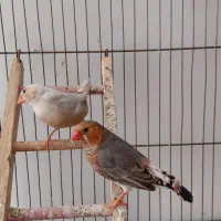 فنج اورنج. فنج کینگ.فنج لپ سیاه