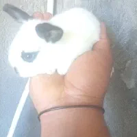 بچه خرگوش ناز