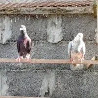 کبوتر ۳ تا باهم