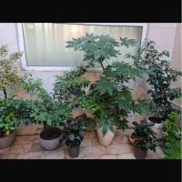 گل های آپارتمانی شفلرا آرالیا