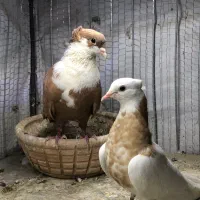 سبز ریش طوقی